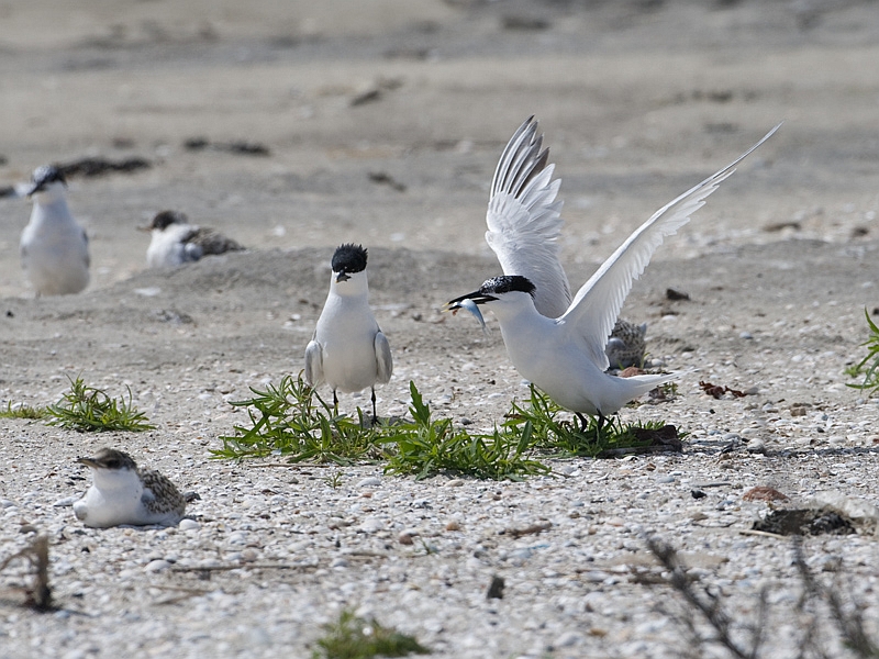 Sterna sandvicensis Grote Stern Sandwich Tern